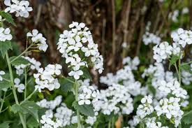 Attēlu rezultāti vaicājumam “Lunaria rediviva leaf”