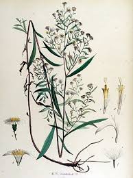 Attēlu rezultāti vaicājumam “Symphyotrichum x salignum leaf”