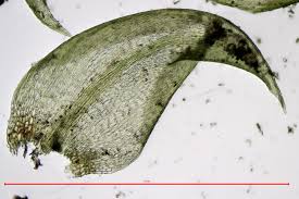 Attēlu rezultāti vaicājumam “Hygrohypnum luridum sporophyte”