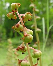 Attēlu rezultāti vaicājumam “Pyrola media”