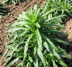 Image result for Reseda luteola