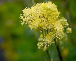 Attēlu rezultāti vaicājumam “Thalictrum lucidum leaf”