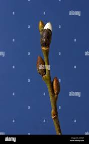 Attēlu rezultāti vaicājumam “Salix caprea bud”