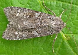 Attēlu rezultāti vaicājumam “Eurois occulta”