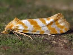 Attēlu rezultāti vaicājumam “Aethes margaritana”