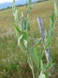Attēlu rezultāti vaicājumam “Erysimum cheiranthoides leaf”