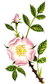 Image result for Rosa canina