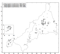 Attēlu rezultāti vaicājumam “Calypogeia muelleriana”