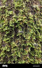 Attēlu rezultāti vaicājumam “Grimmia muehlenbeckii sporophyte”