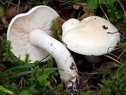 Attēlu rezultāti vaicājumam “Tricholoma album”