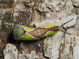 Attēlu rezultāti vaicājumam “Cerura vinula larva”