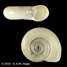 Attēlu rezultāti vaicājumam “Planorbidae”