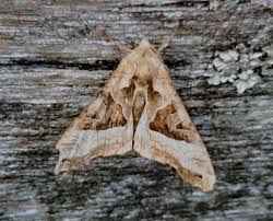 Attēlu rezultāti vaicājumam “Phlogophora meticulosa”