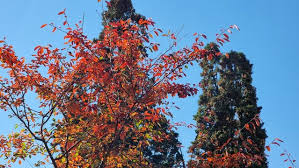 Attēlu rezultāti vaicājumam “Cerasus”