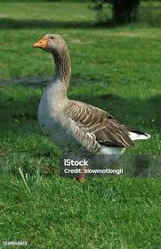 Attēlu rezultāti vaicājumam “Anser anser adult”