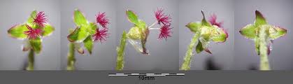 Attēlu rezultāti vaicājumam “Poterium sanguisorba flower”