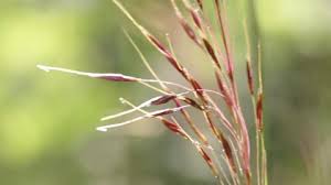 Attēlu rezultāti vaicājumam “Carex digitata bud”