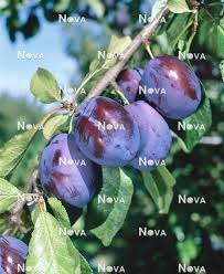 Attēlu rezultāti vaicājumam “Prunus domestica subsp. domestica fruit”