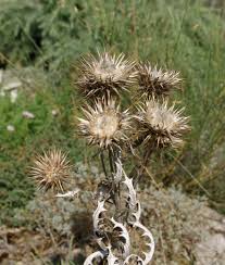 Image result for Ptilostemon afer
