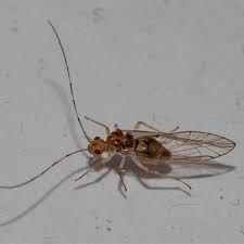 Attēlu rezultāti vaicājumam “Psocoptera”