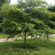 Attēlu rezultāti vaicājumam “Crataegus monogyna”