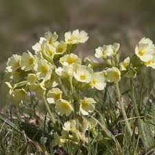 Attēlu rezultāti vaicājumam “Primula veris fruit”