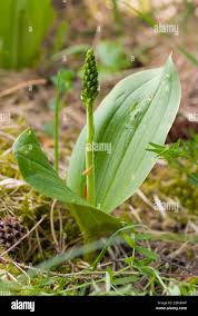 Attēlu rezultāti vaicājumam “Listera ovata flower”