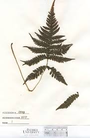 Attēlu rezultāti vaicājumam “Phegopteris connectilis”