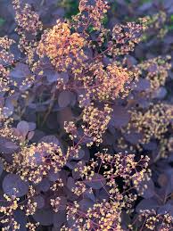 Attēlu rezultāti vaicājumam “Cotinus coggygria flower”