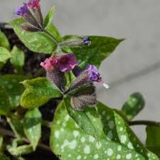 Attēlu rezultāti vaicājumam “Pulmonaria saccharata”
