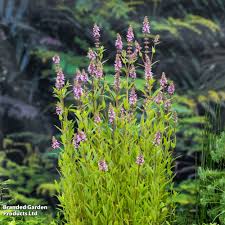 Attēlu rezultāti vaicājumam “Stachys palustris flower”