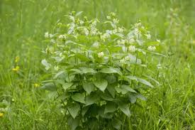 Attēlu rezultāti vaicājumam “Vincetoxicum hirundinaria”