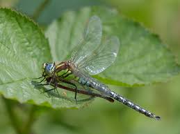 Attēlu rezultāti vaicājumam “Brachytron pratense”