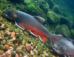 Image result for Salvelinus alpinus