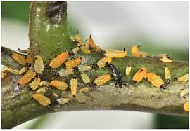 Attēlu rezultāti vaicājumam “Phytocoris tiliae imago”