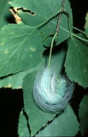 Attēlu rezultāti vaicājumam “Acronicta leporina larva”