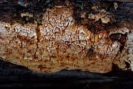 Attēlu rezultāti vaicājumam “Antrodia sinuosa”