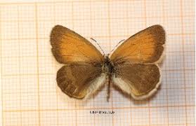 Attēlu rezultāti vaicājumam “Coenonympha hero underside”