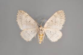 Attēlu rezultāti vaicājumam “Colostygia pectinataria female”