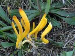 Attēlu rezultāti vaicājumam “Clavulinopsis helvola”