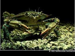 Image result for Callinectes sapidus