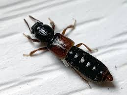 Attēlu rezultāti vaicājumam “Staphylinidae”