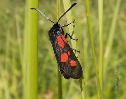 Attēlu rezultāti vaicājumam “Zygaena viciae”