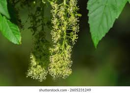 Attēlu rezultāti vaicājumam “Acer pseudoplatanus fo. purpurascens flower”