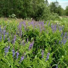 Attēlu rezultāti vaicājumam “Galega orientalis leaf”