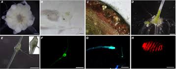 Attēlu rezultāti vaicājumam “Chara intermedia male”