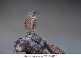 Attēlu rezultāti vaicājumam “Carduelis cannabina adult”