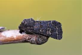 Attēlu rezultāti vaicājumam “Tholera cespitis”