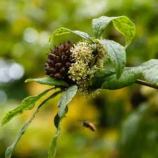 Attēlu rezultāti vaicājumam “Eleutherococcus sessiliflorus”