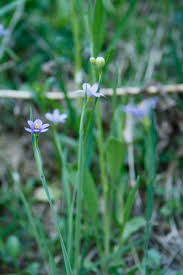Attēlu rezultāti vaicājumam “Sisyrinchium montanum”